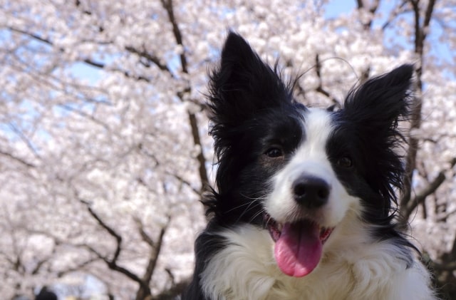 【長野】愛犬と一緒に行けるお花見スポット14選！楽しみ方のポイントも紹介！のサムネイル