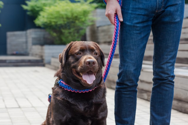 大型犬との散歩を安全に楽しむには？意識すべきポイントを徹底解説！のサムネイル